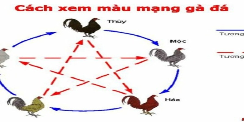 Bí quyết xem màu mạng gà cực kỳ chuẩn xác