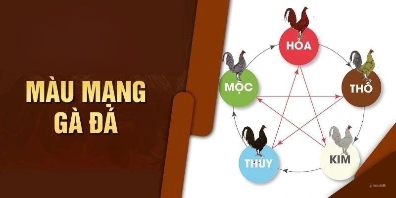 Tìm hiểu màu gà mạng là như thế nào?